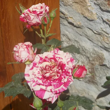 Nona Rosa Gravedona